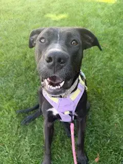 Boo