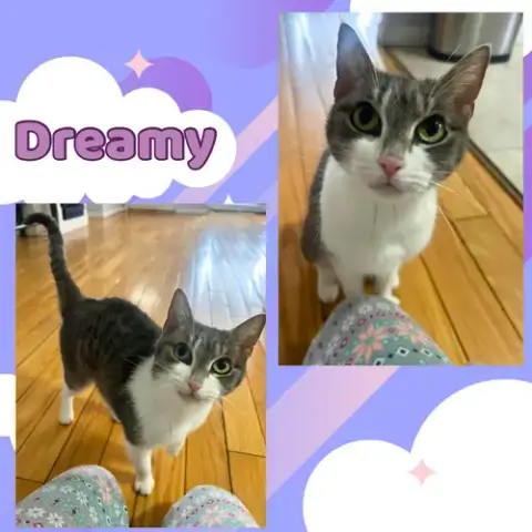 Dreamy photo 2