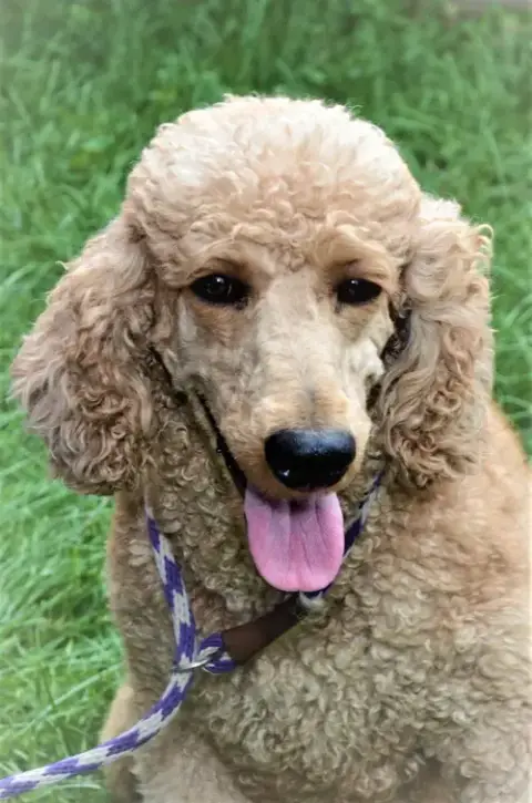 Amy