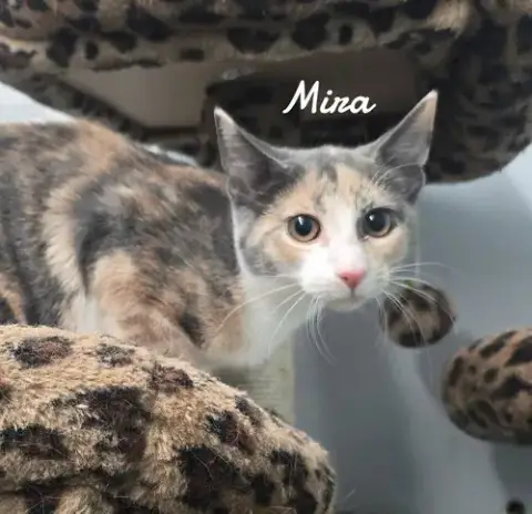 Mira