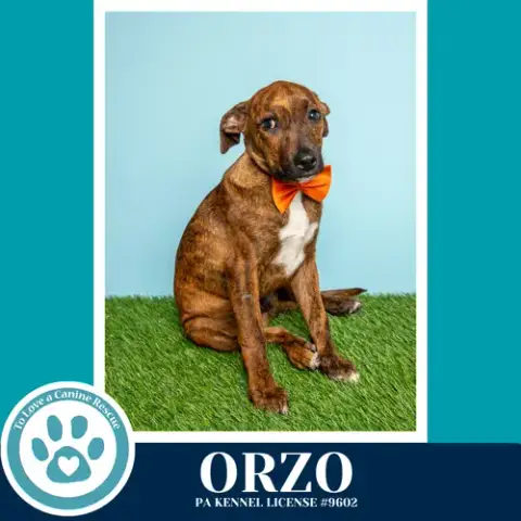 Orzo photo 2