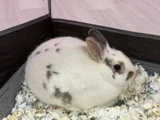 Joan