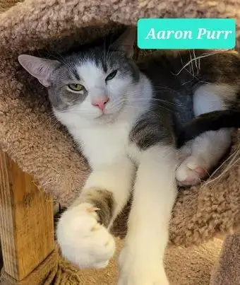 Aaron Purr photo 3