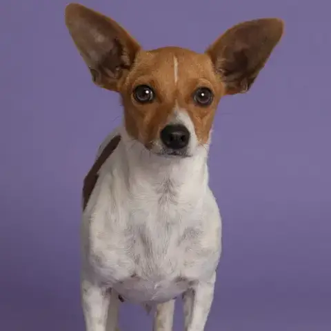 Jalapeno