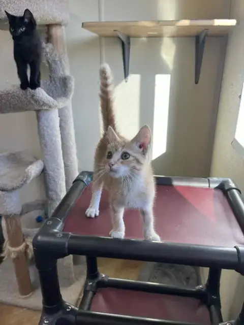 Leo