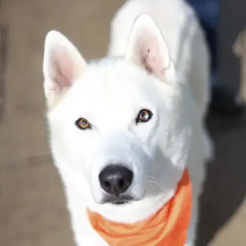 Milo