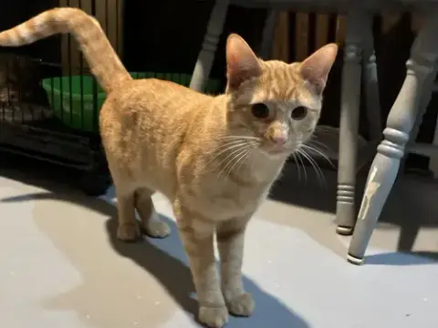 Muenster