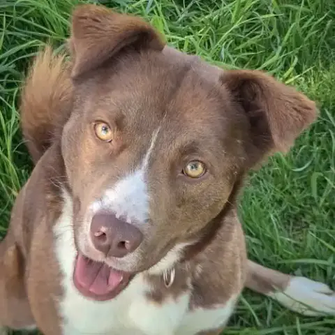 Bodie