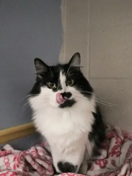 Cookie