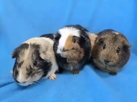 Moo photo 3