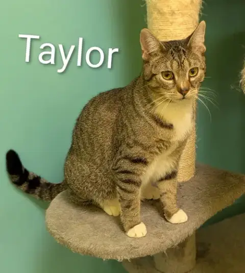 Taylor