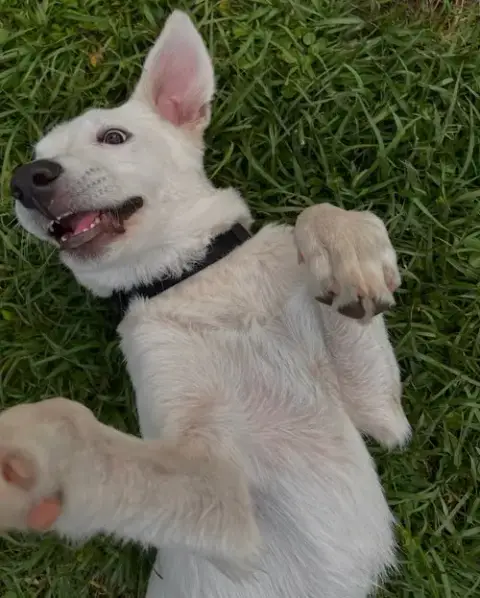 Marley photo 3