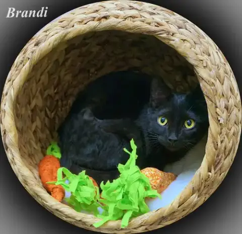 Brandi photo 4