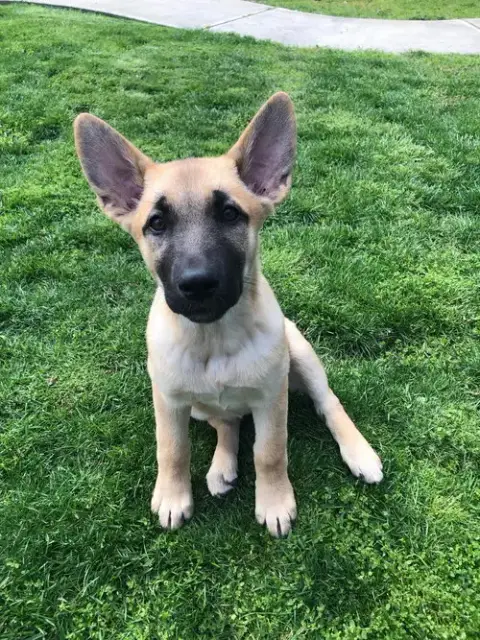Leia photo 4