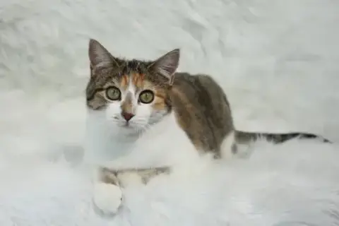Coucou