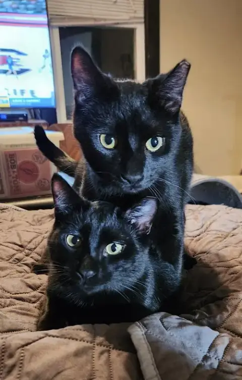 Wilbur & Orville photo 2