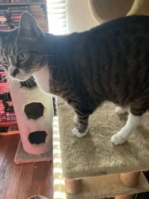 Baby The Sweet Tabby photo 5