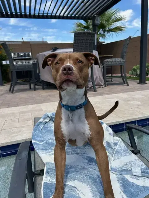 Millie photo 4