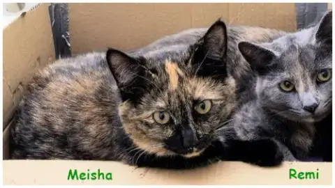 Meisha photo 4