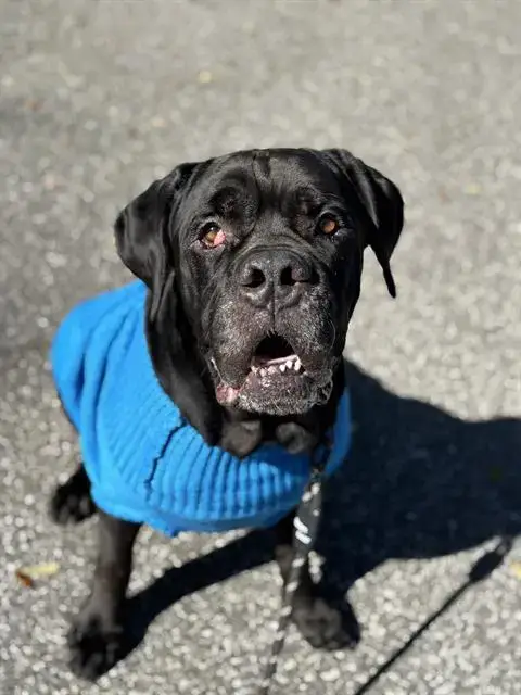 Samson