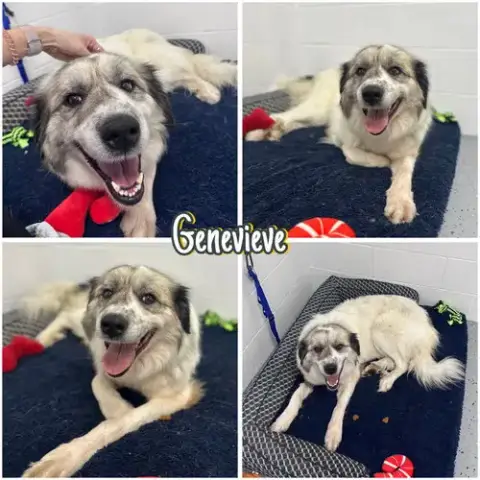 Genevieve
