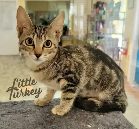 Little Turkey #Buffet-Bunch