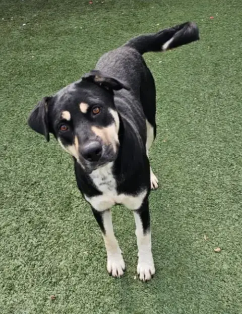 Waverly- $75 Adoption Fee! Diamond Dog! photo 3
