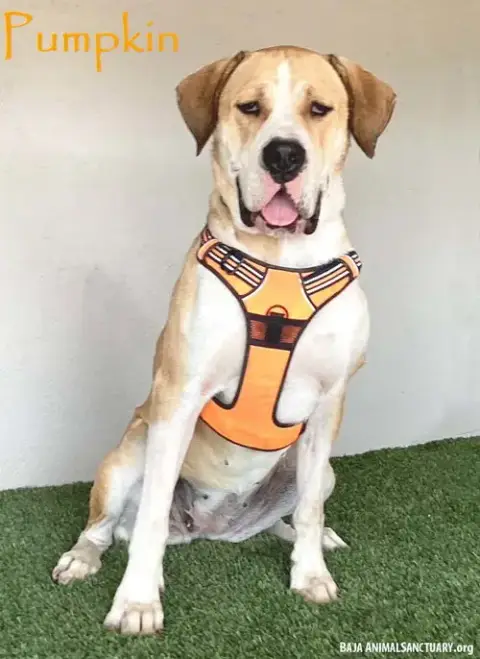 Pumpkin