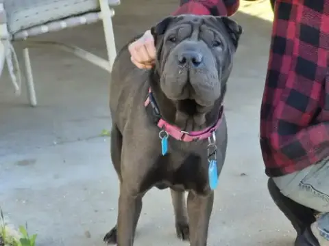 Darlene