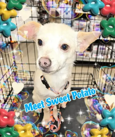 Sweet Potato