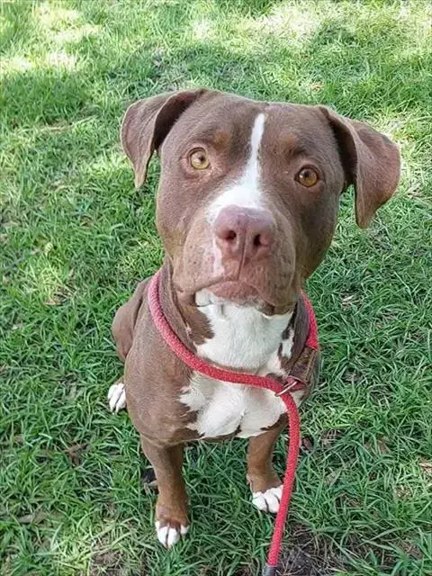 Taffy