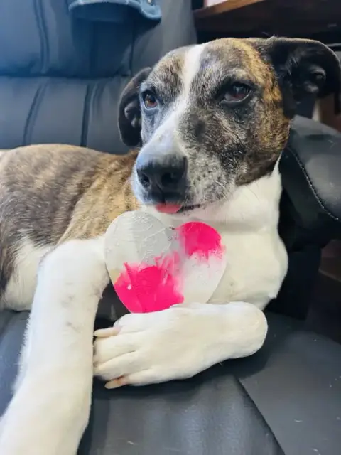 Puppers photo 4