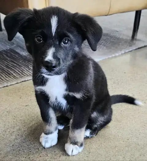 Puppy Tommy Boy