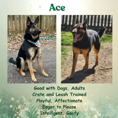 Ace23