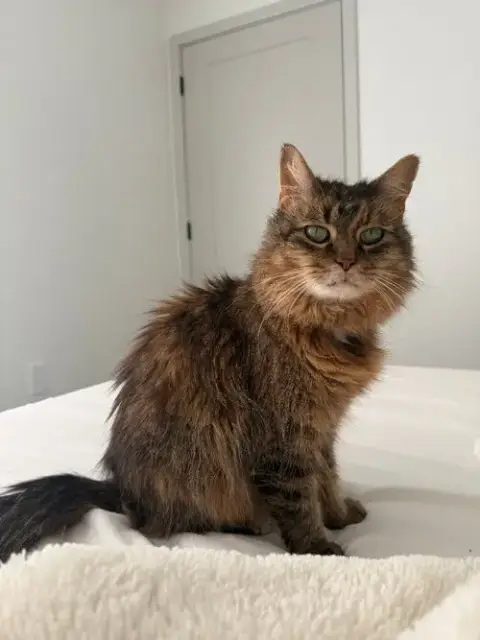 Misty