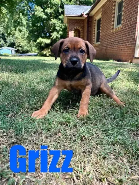 Grizz/Wesley photo 2