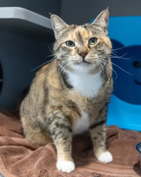 Piper