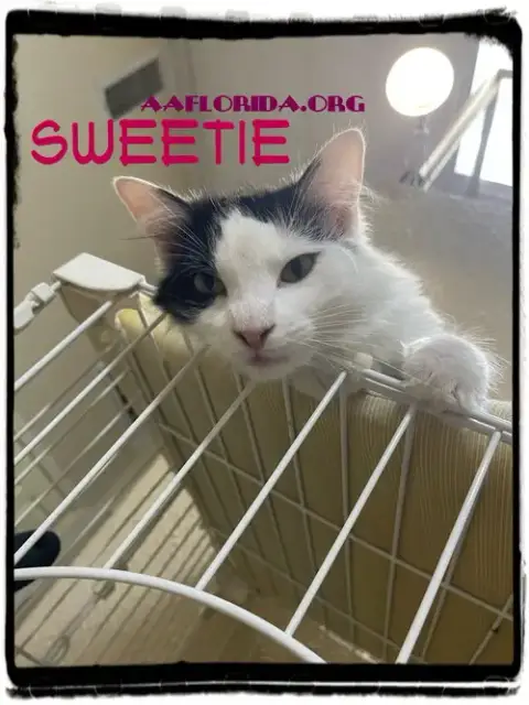 Sweetie *Cyd photo 3