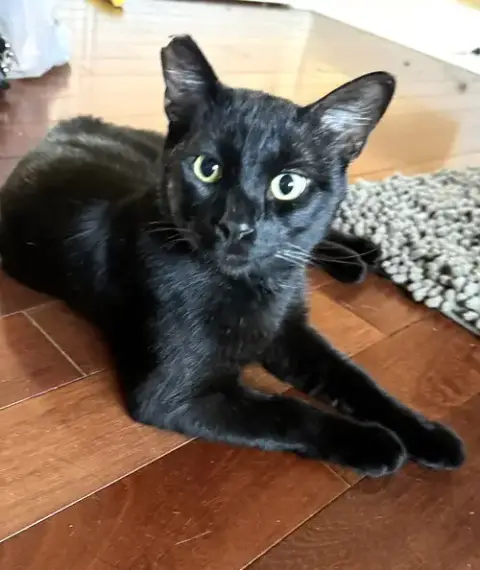 Binx