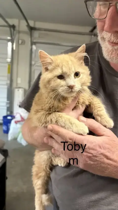 Toby