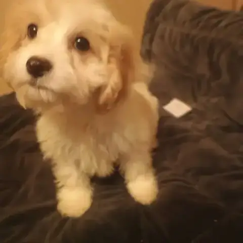 Belle