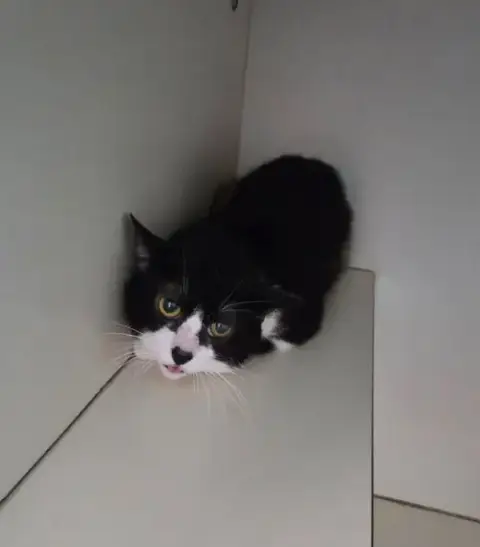 Jack