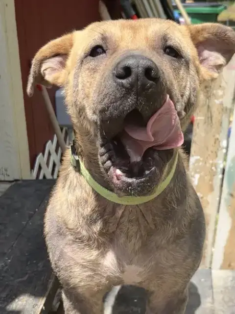 Pongo