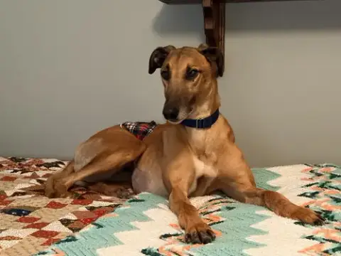 Rhett