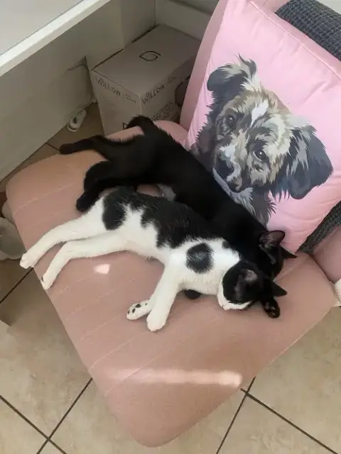 Poplar photo 5