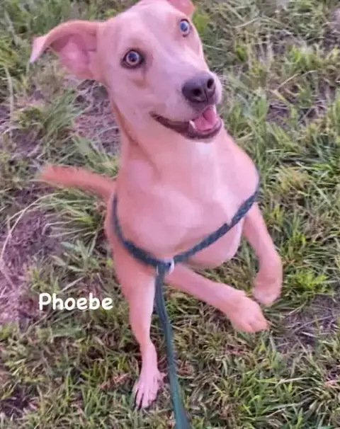 Phoebe photo 4