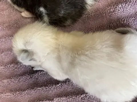 Marshmallow