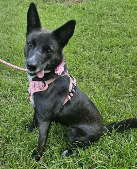Roxy