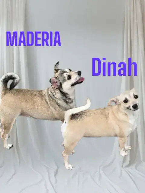 Maderia &  Dinah