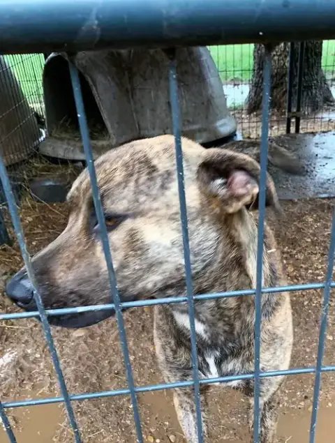 Hoss photo 2